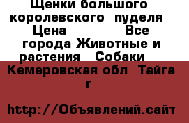Щенки большого (королевского) пуделя › Цена ­ 25 000 - Все города Животные и растения » Собаки   . Кемеровская обл.,Тайга г.